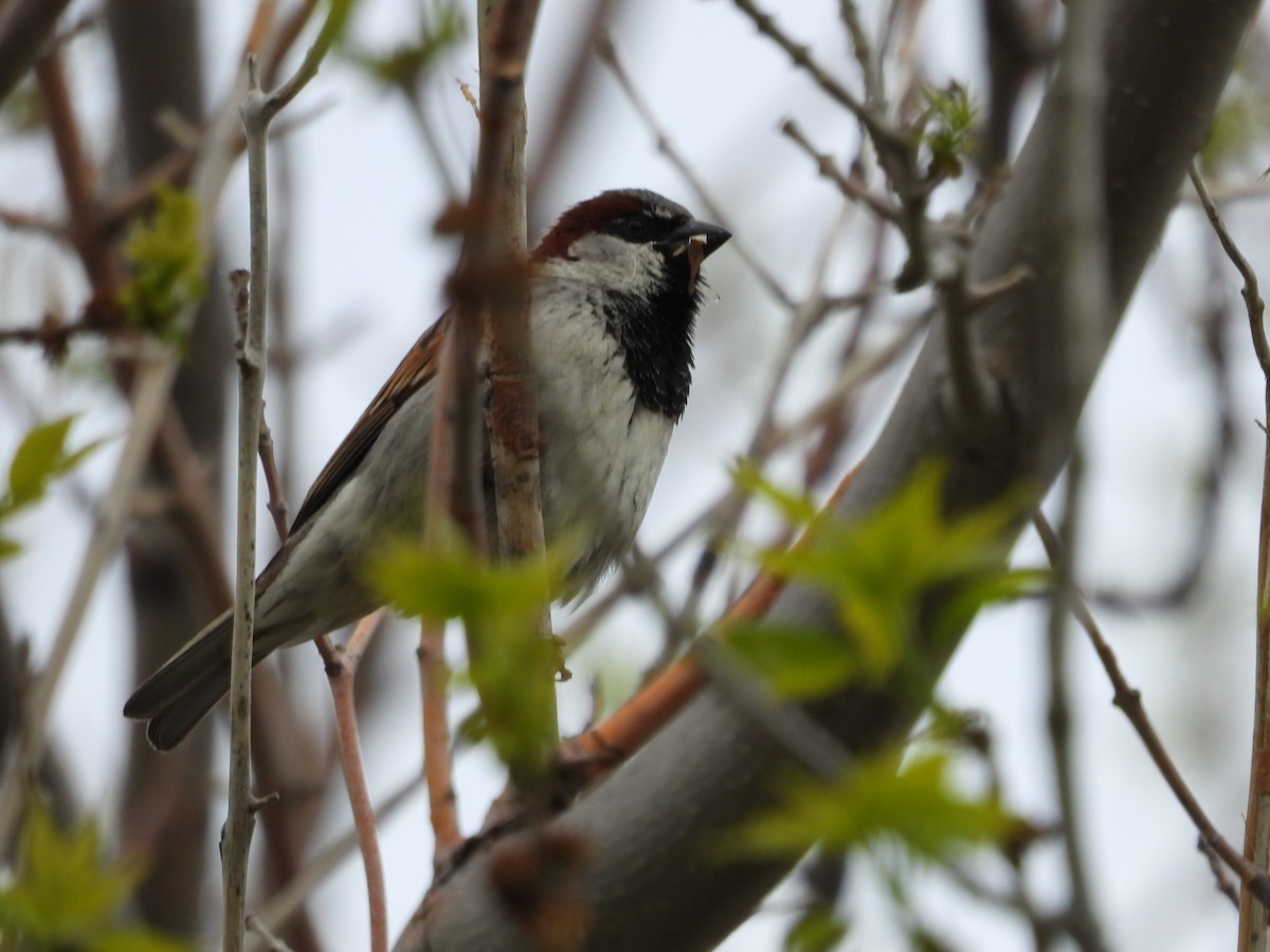 House Sparrow - Gerard Nachtegaele