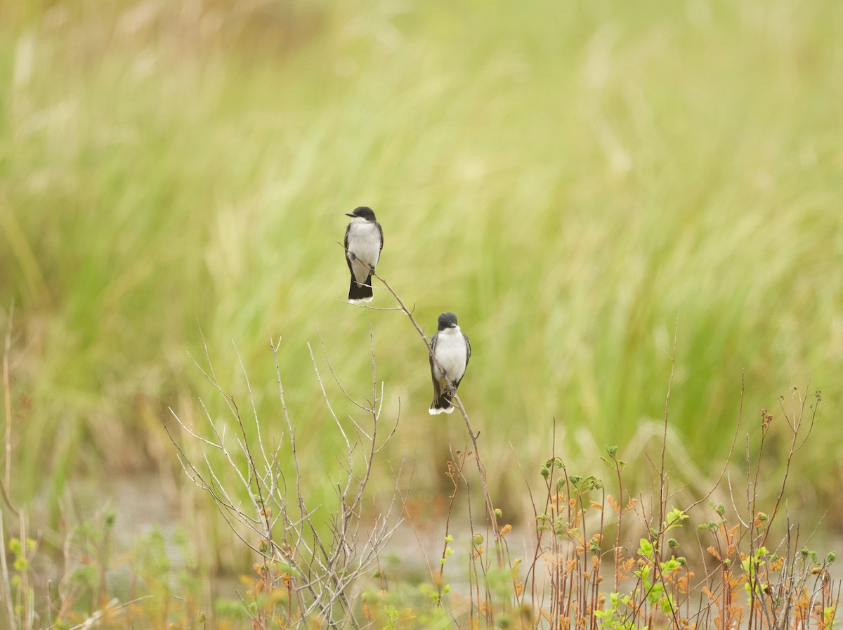 Eastern Kingbird - ML619490522