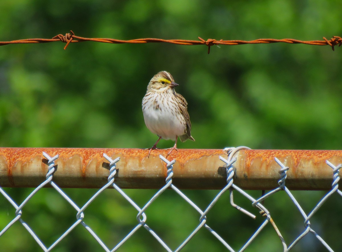 Savannah Sparrow - Teresa Weismiller