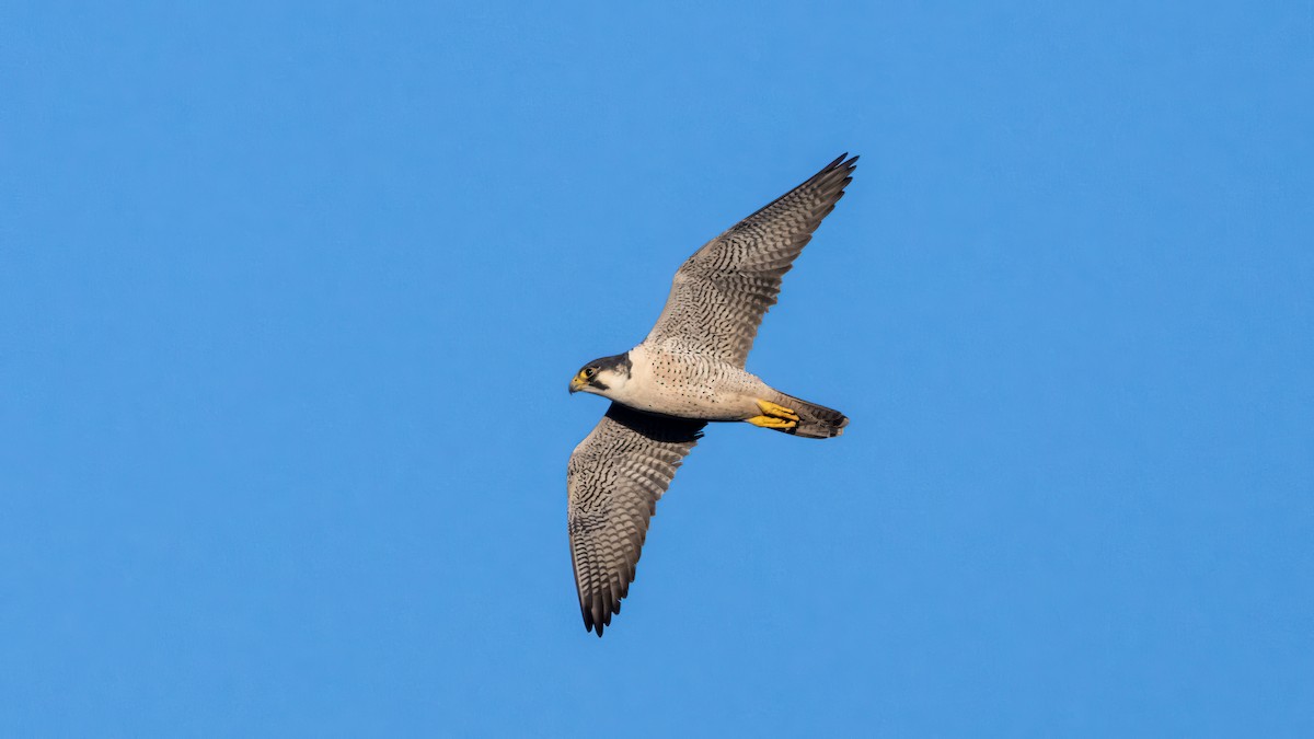 Peregrine Falcon - ML619490529