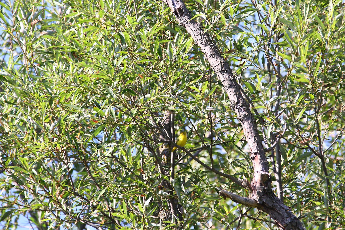 Yellow Warbler - ML619490533