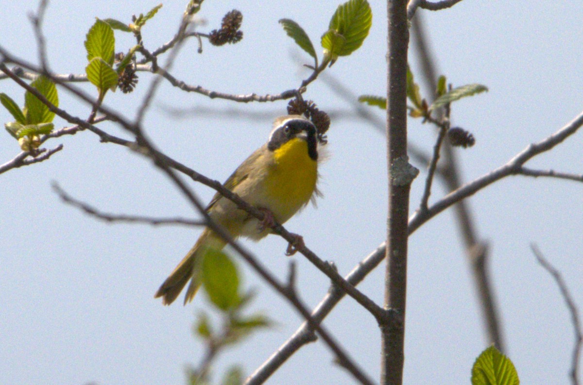 Common Yellowthroat - Michel Marsan