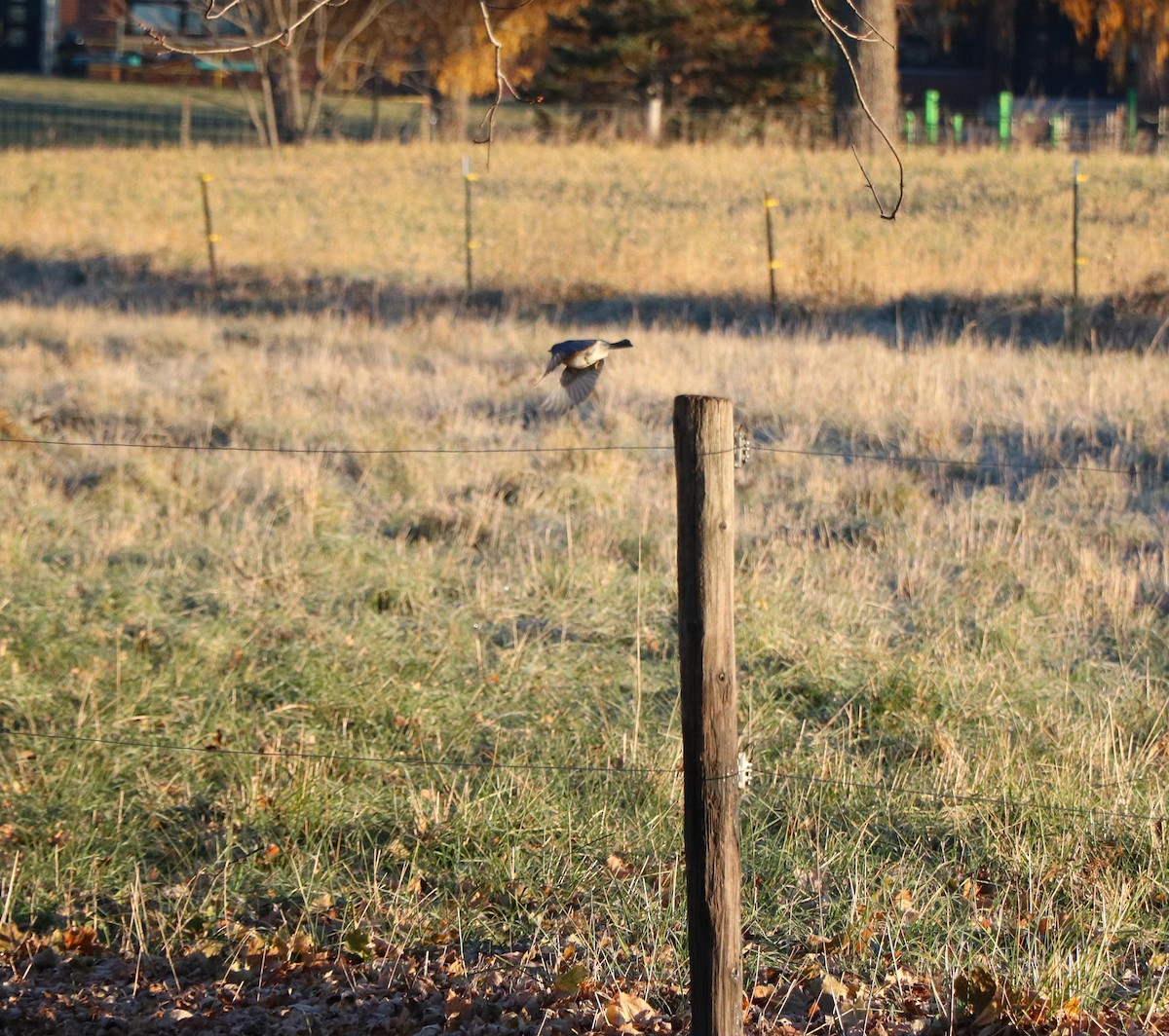 Eastern Bluebird - Lisa Maier