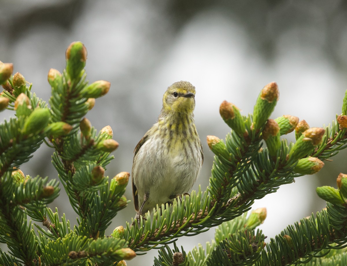 Cape May Warbler - Britney Fox