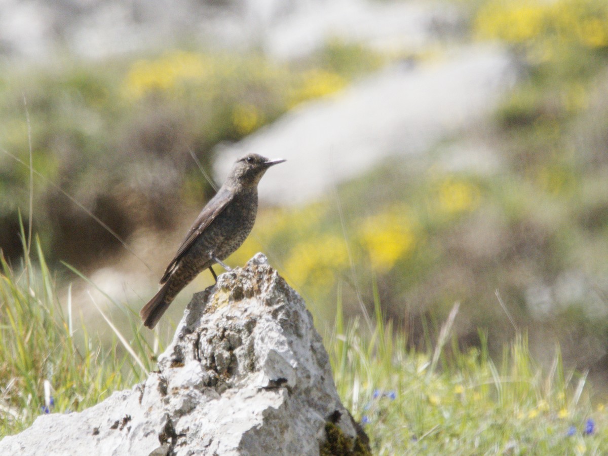 Blue Rock-Thrush - Miguel Lopez