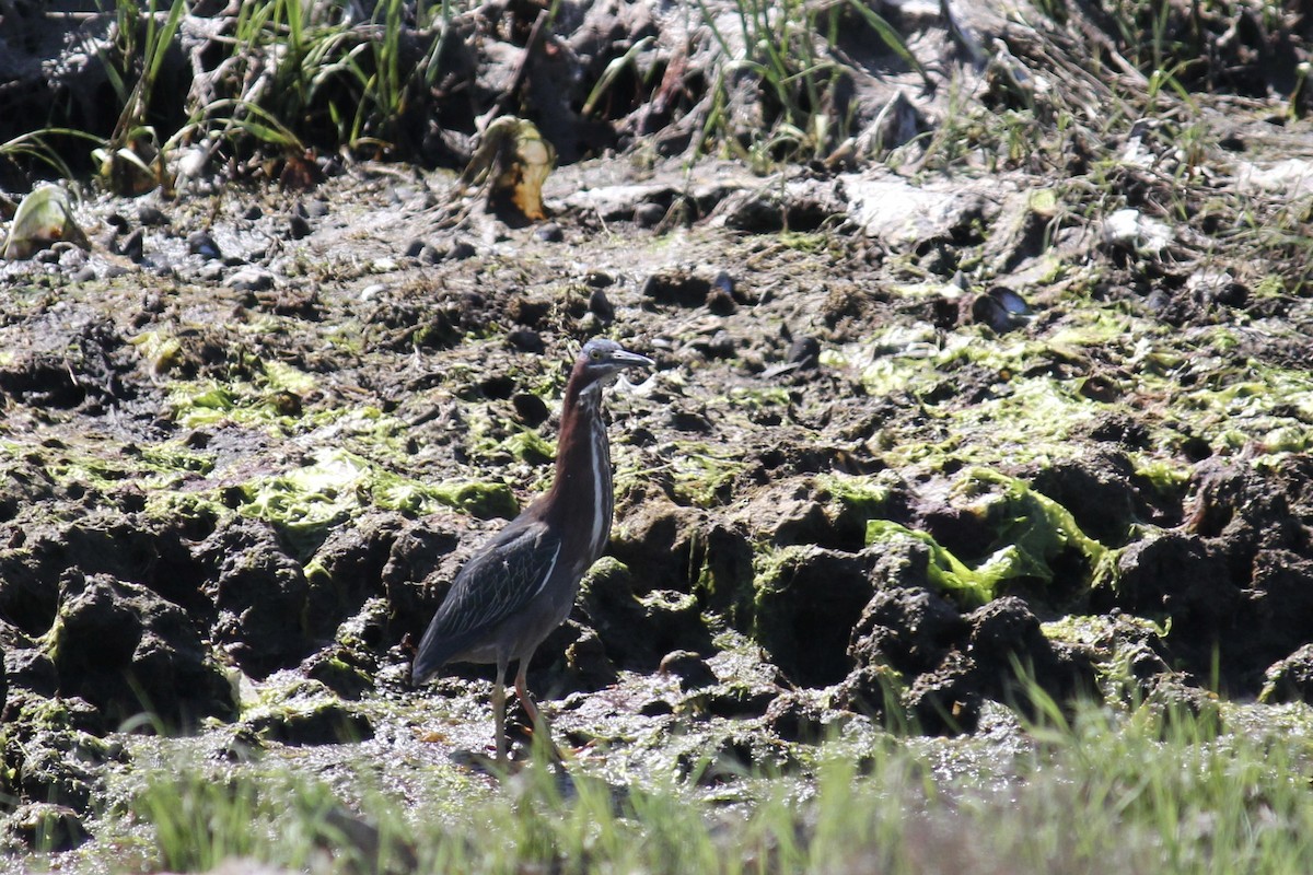 Green Heron - Holly Hemmalin