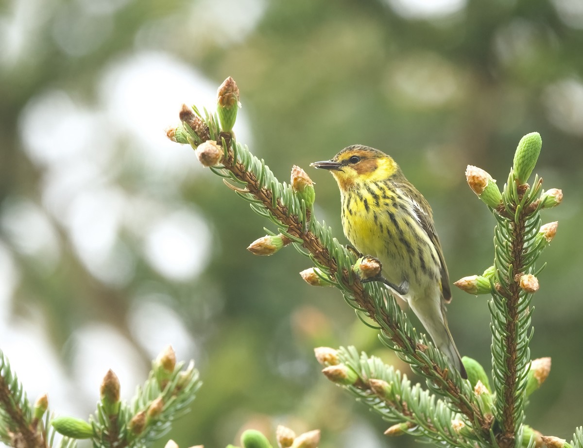 Cape May Warbler - Britney Fox