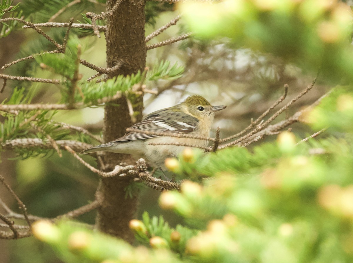 Bay-breasted Warbler - ML619490561