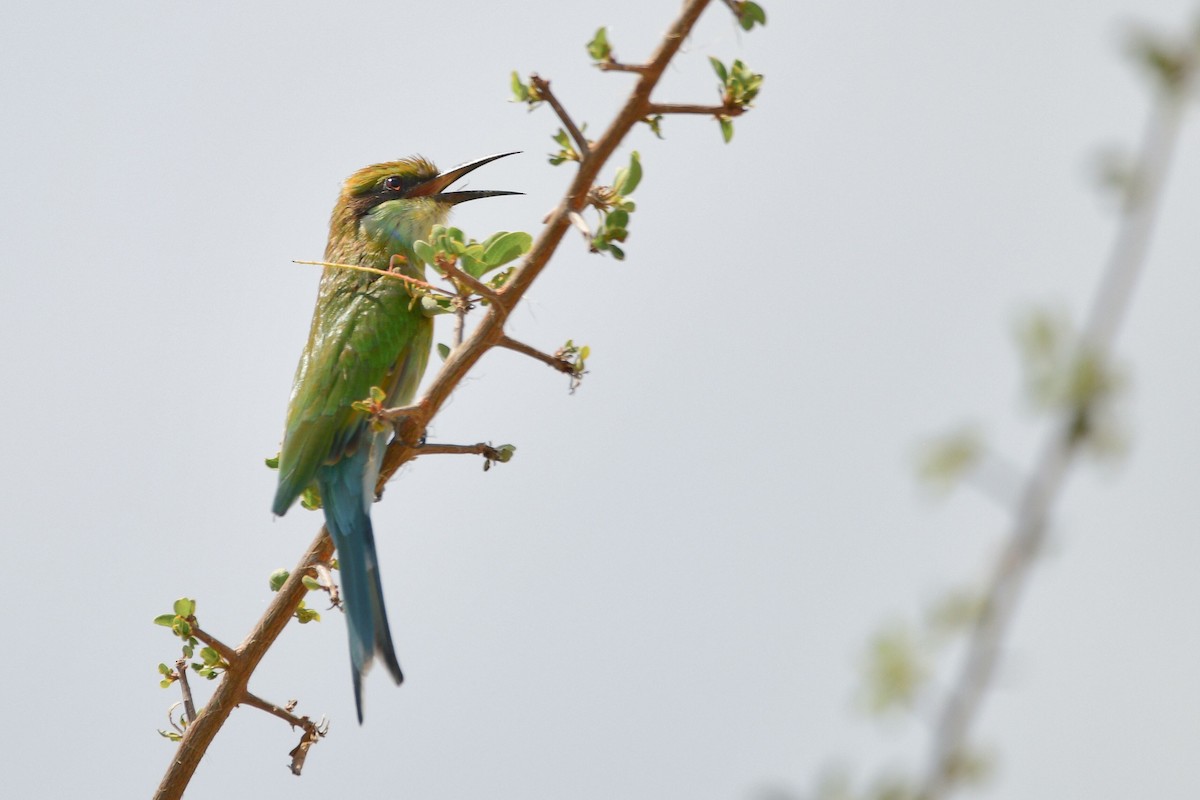 Swallow-tailed Bee-eater - ML619490563