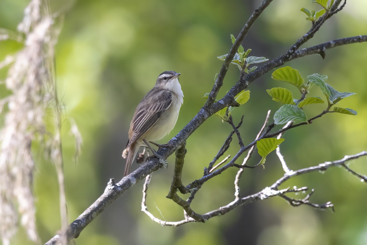 Sedge Warbler - Delfin Gonzalez