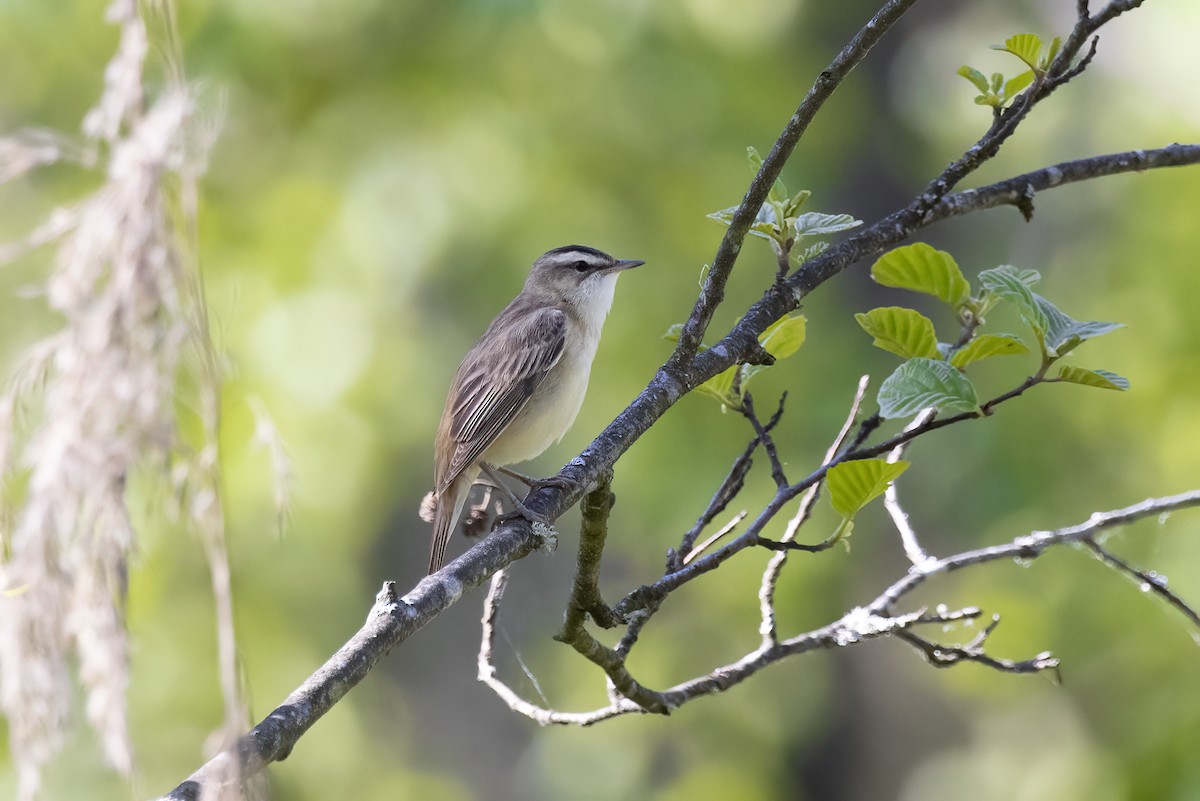 Sedge Warbler - Delfin Gonzalez