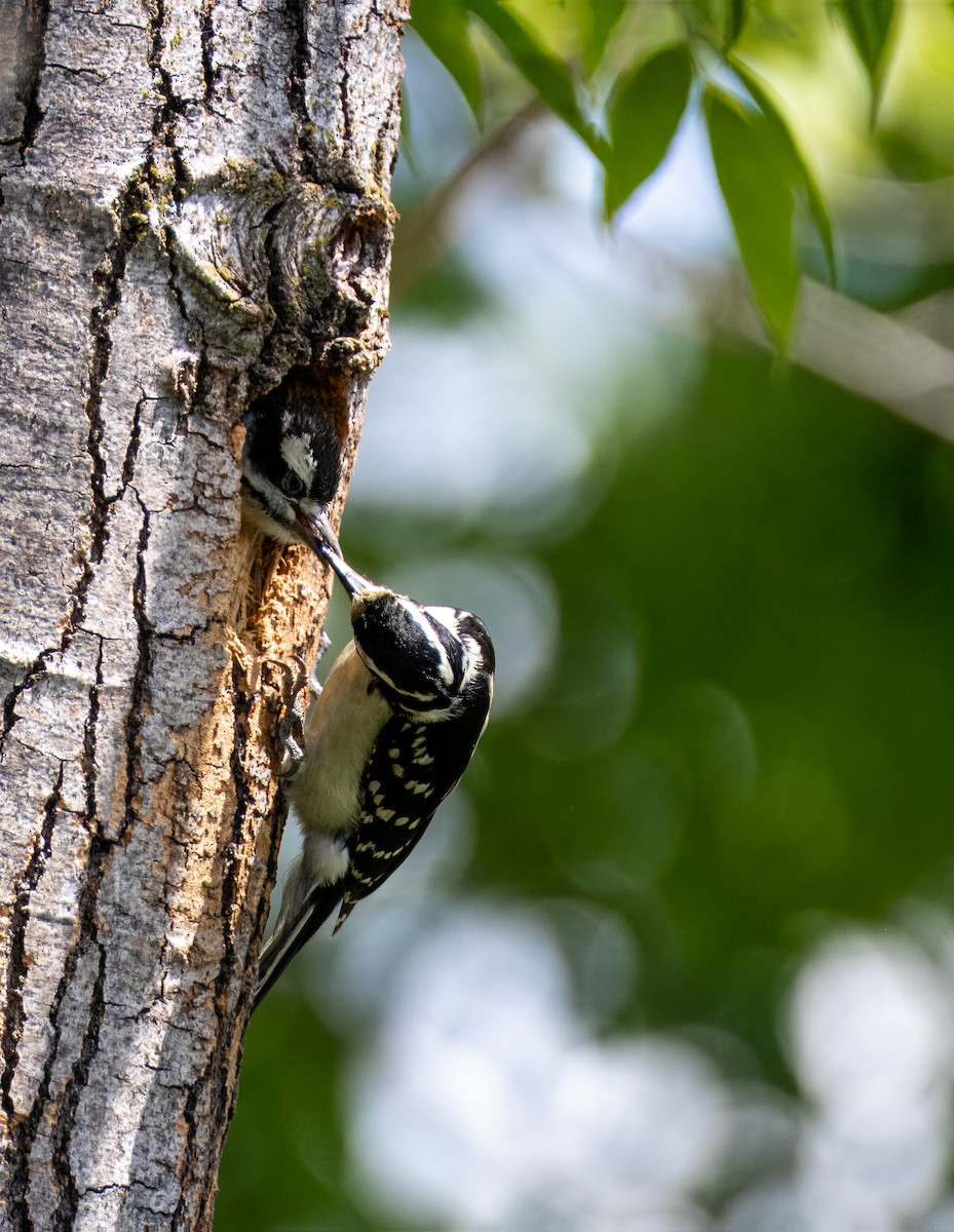 Hairy Woodpecker - Emma Brunell