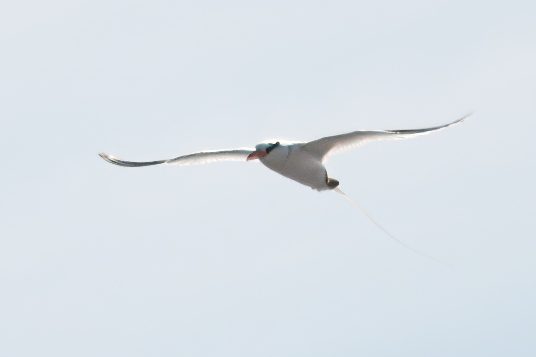 Red-billed Tropicbird - Matt Hamilton