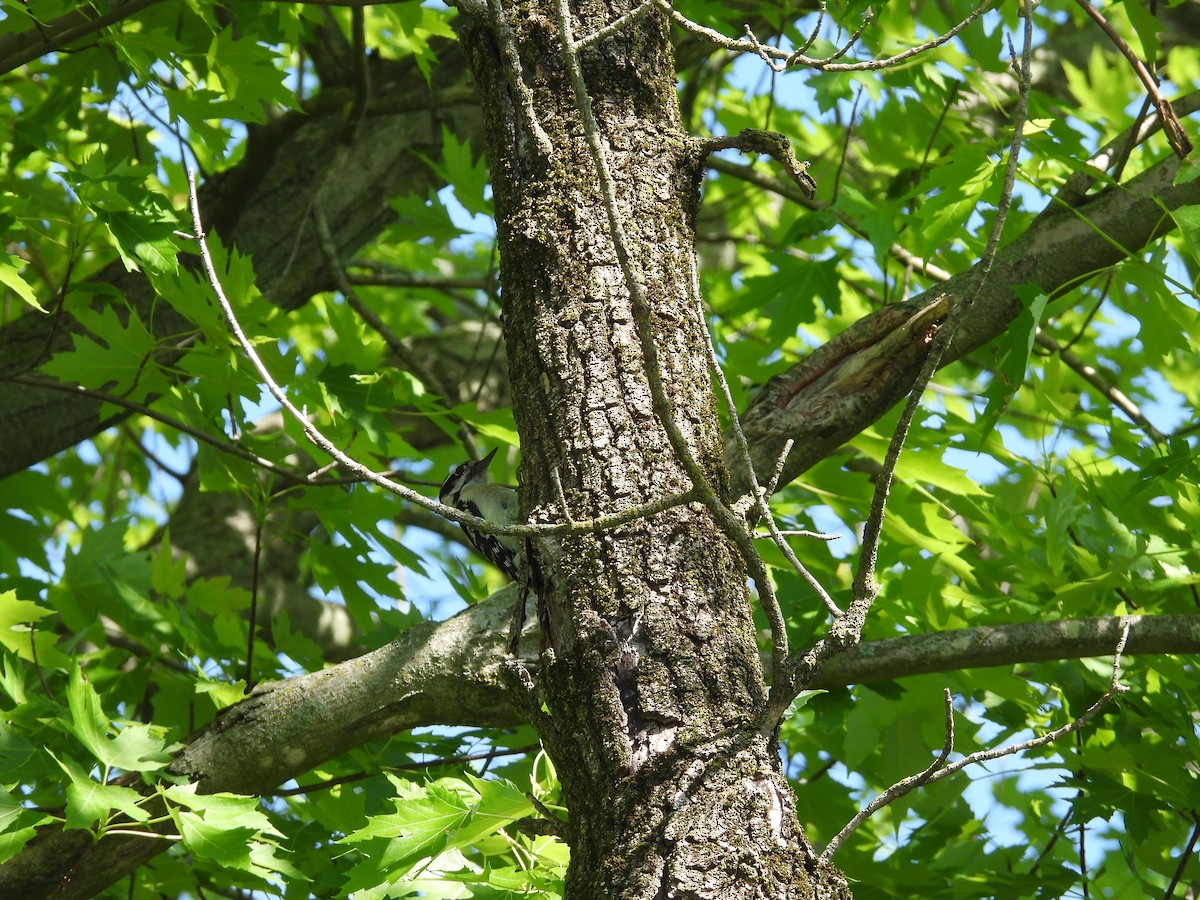 Downy Woodpecker - Rich Ziegler