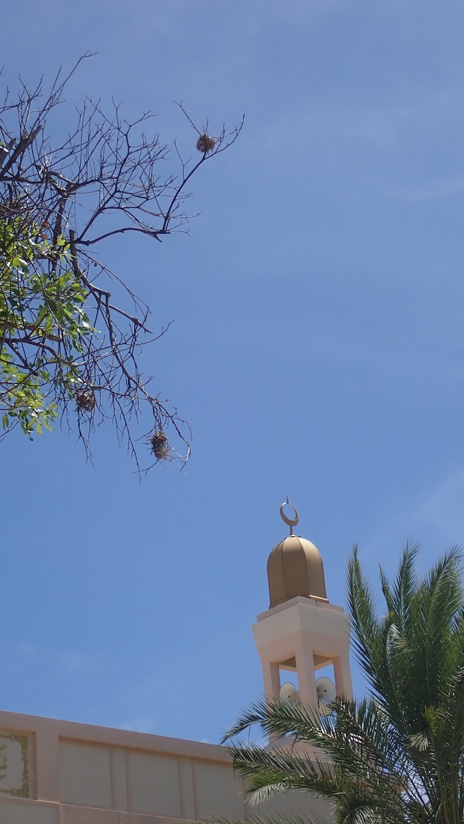 Black-headed Weaver - ML619490585