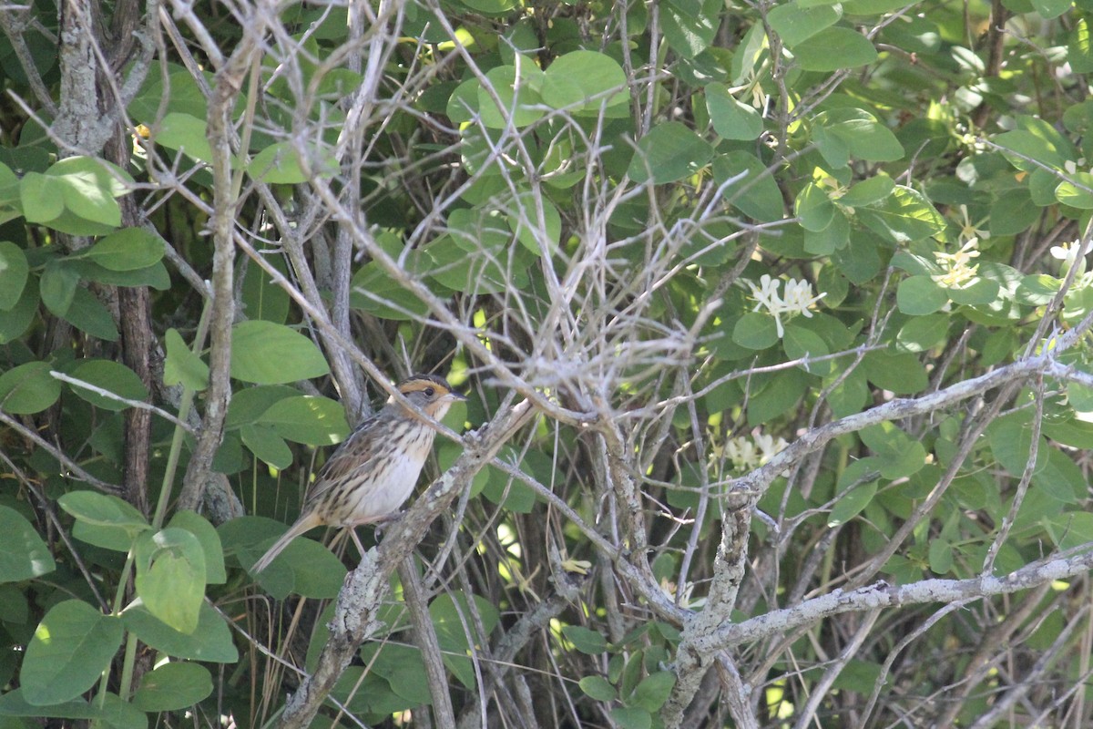 Saltmarsh Sparrow - Holly Hemmalin