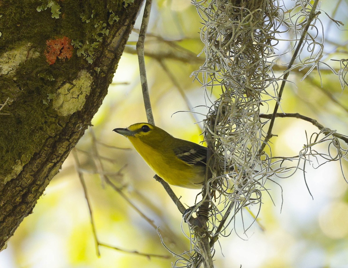 Yellow-throated Vireo - Tom Mast