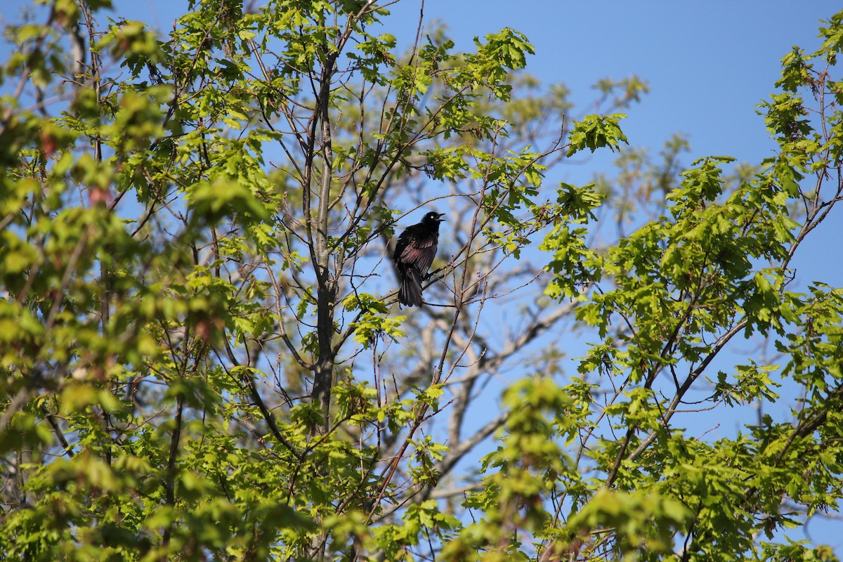 Common Grackle - Holly Hemmalin