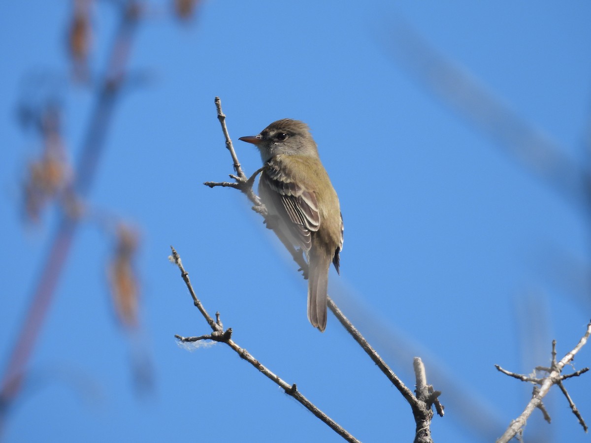 Willow Flycatcher - Rich Ziegler