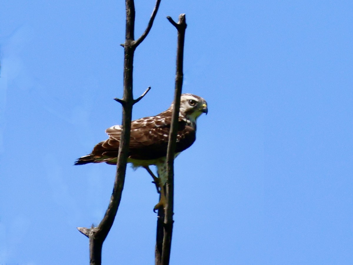 Broad-winged Hawk - Charlie   Nims