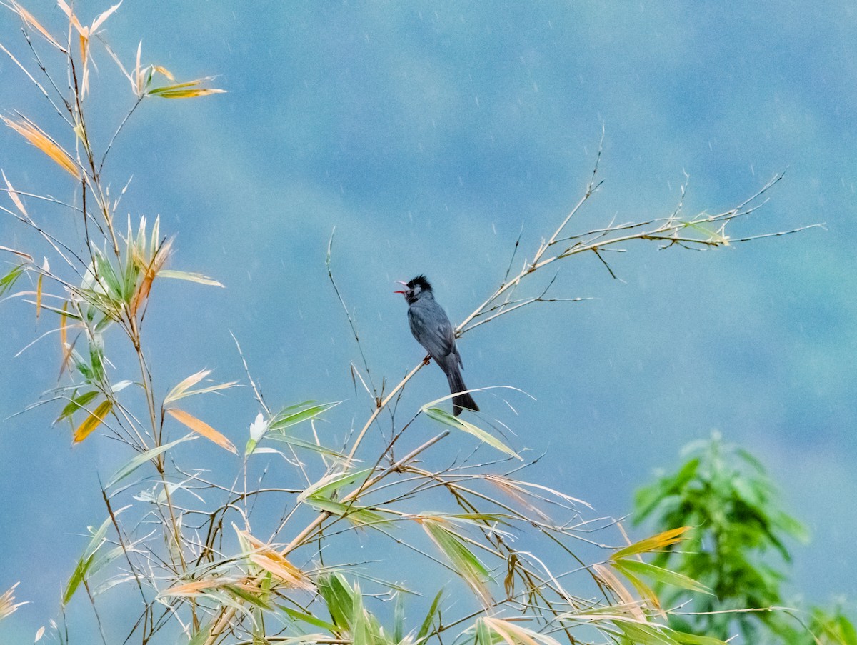 Black Bulbul - Arun Raghuraman