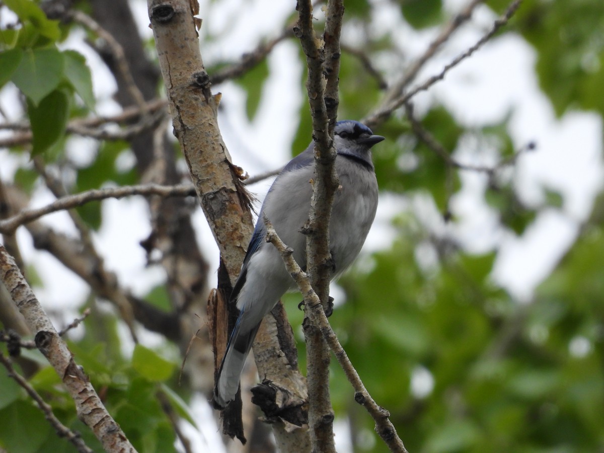 Blue Jay - Gerard Nachtegaele