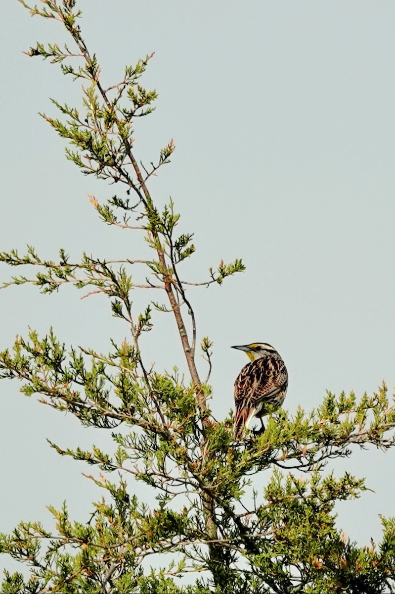 Eastern Meadowlark - Angela Vera