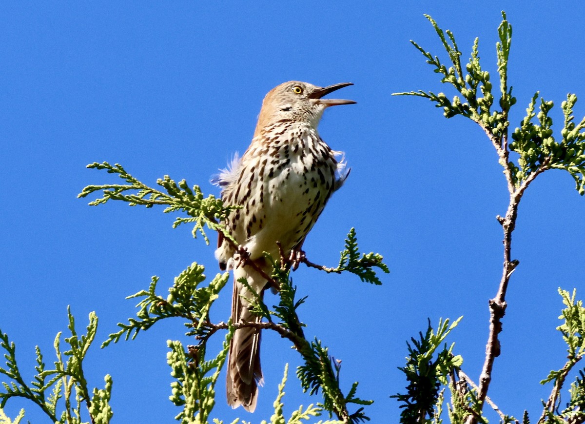 Brown Thrasher - ML619490636