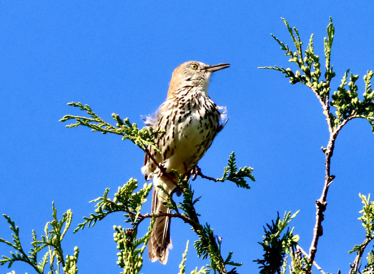 Brown Thrasher - Charlie   Nims