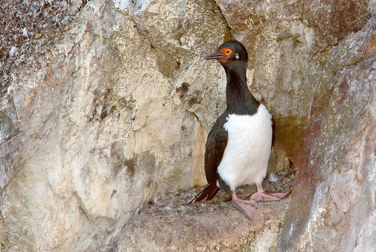 Magellanic Cormorant - Adrián Braidotti