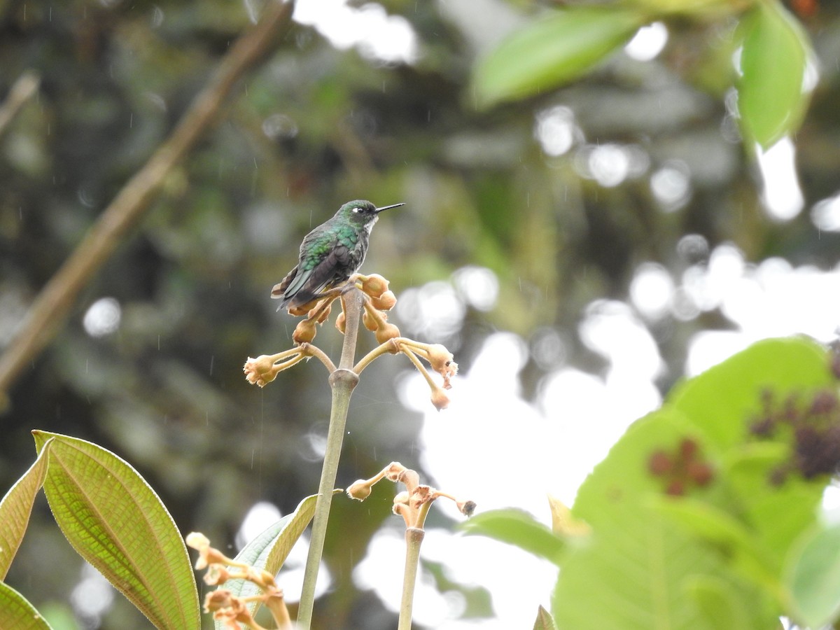 Colibrí Turmalina - ML619490652