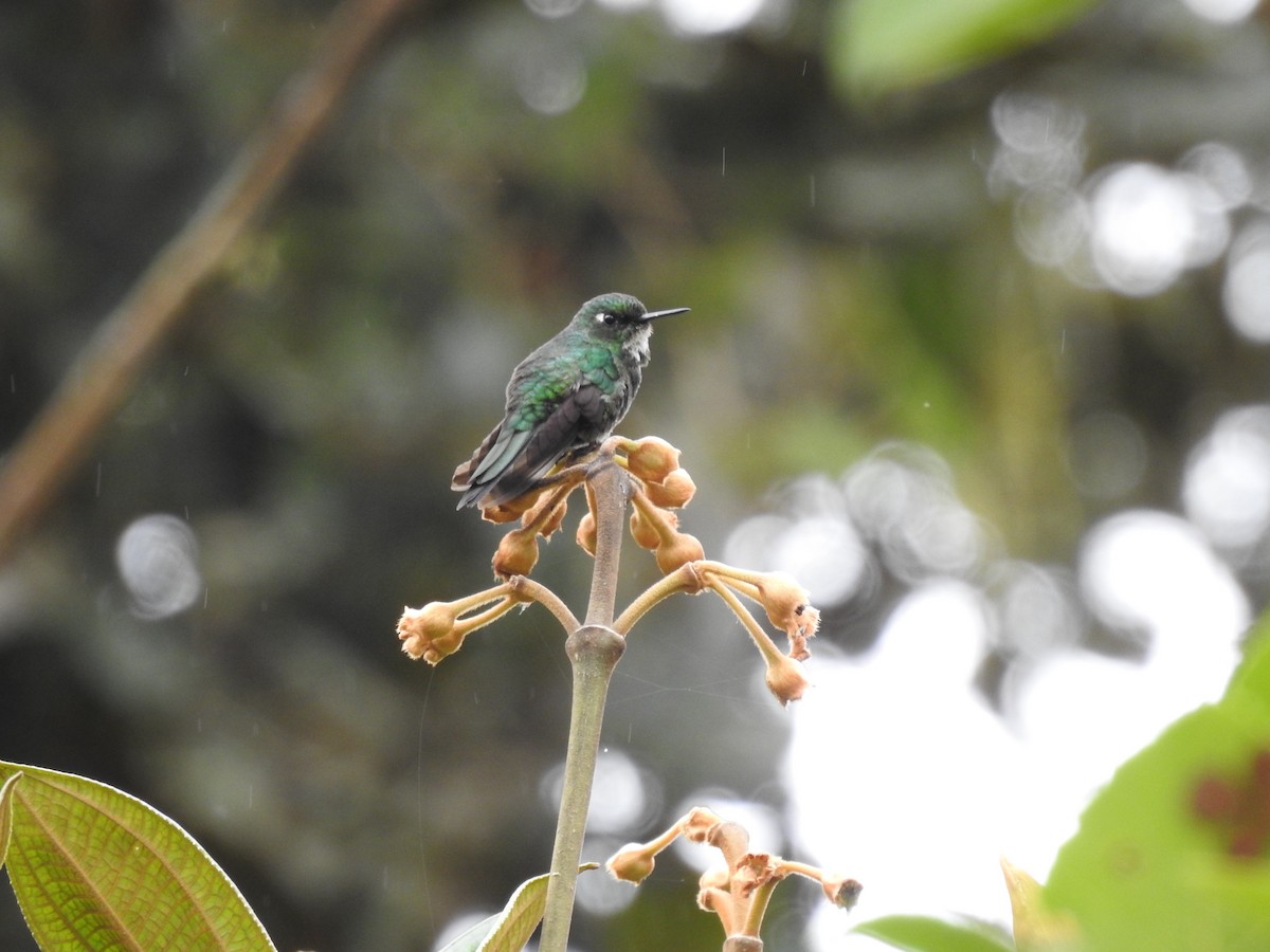 Tourmaline Sunangel - Alexander Santofimio