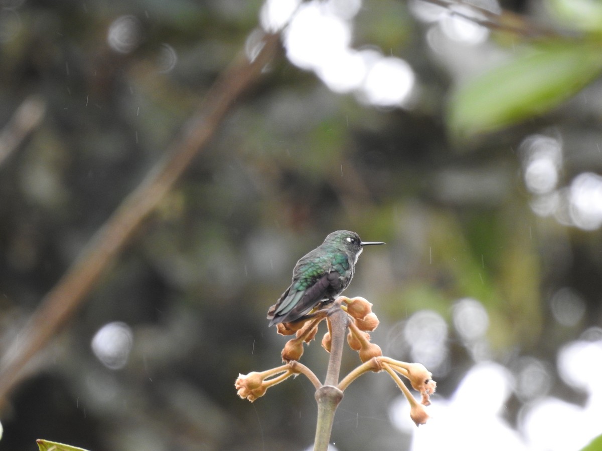 Colibrí Turmalina - ML619490654