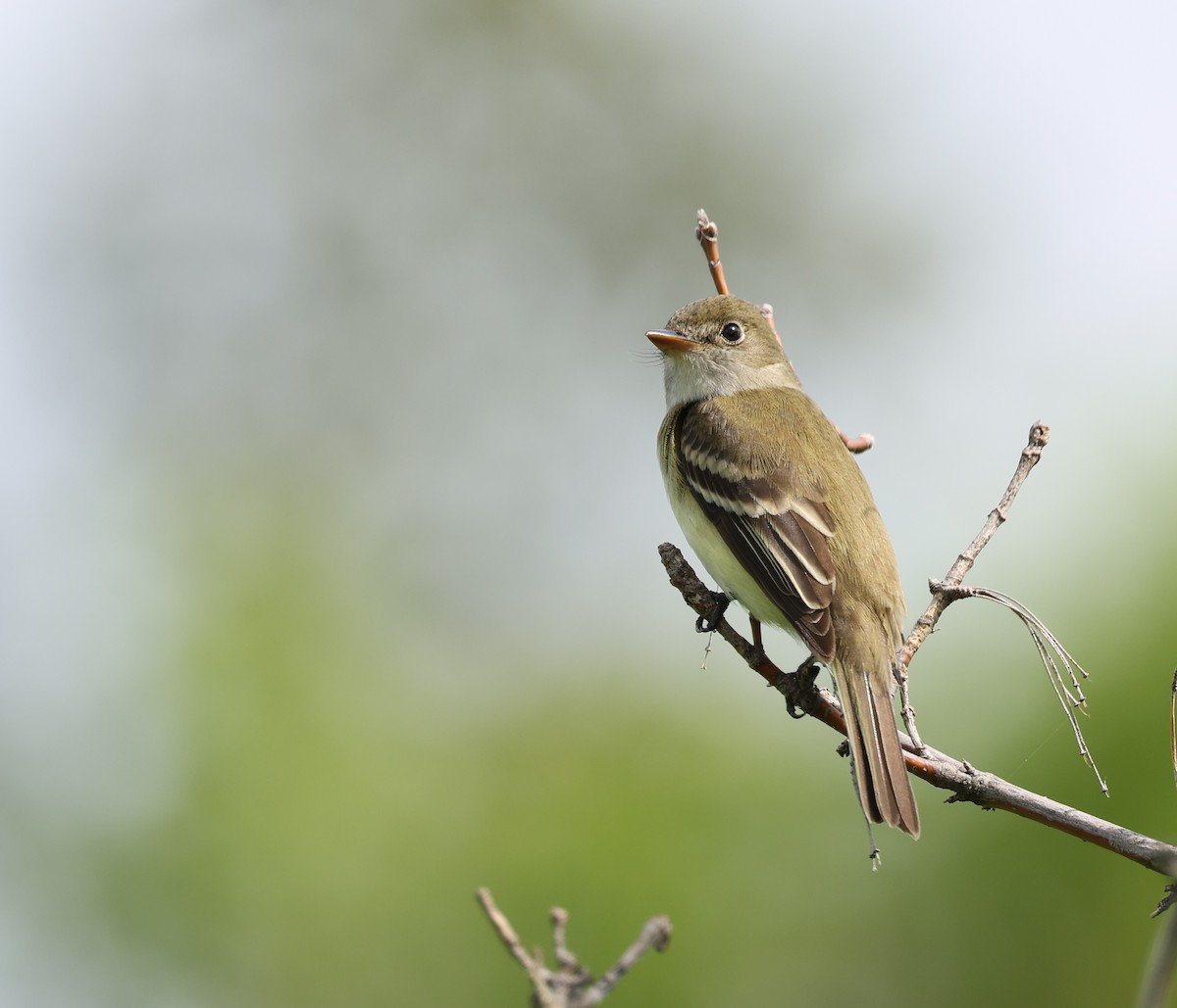 Alder Flycatcher - Jean Carpentier