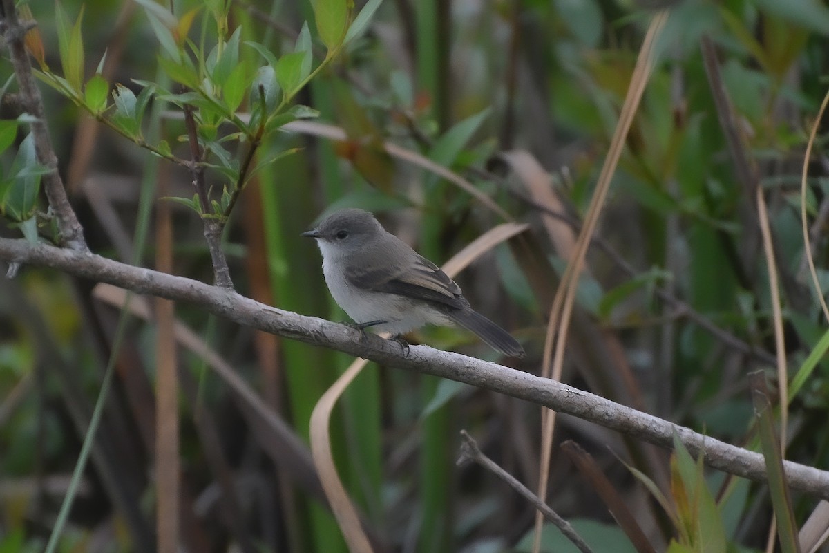 Sooty Tyrannulet - ML619490658