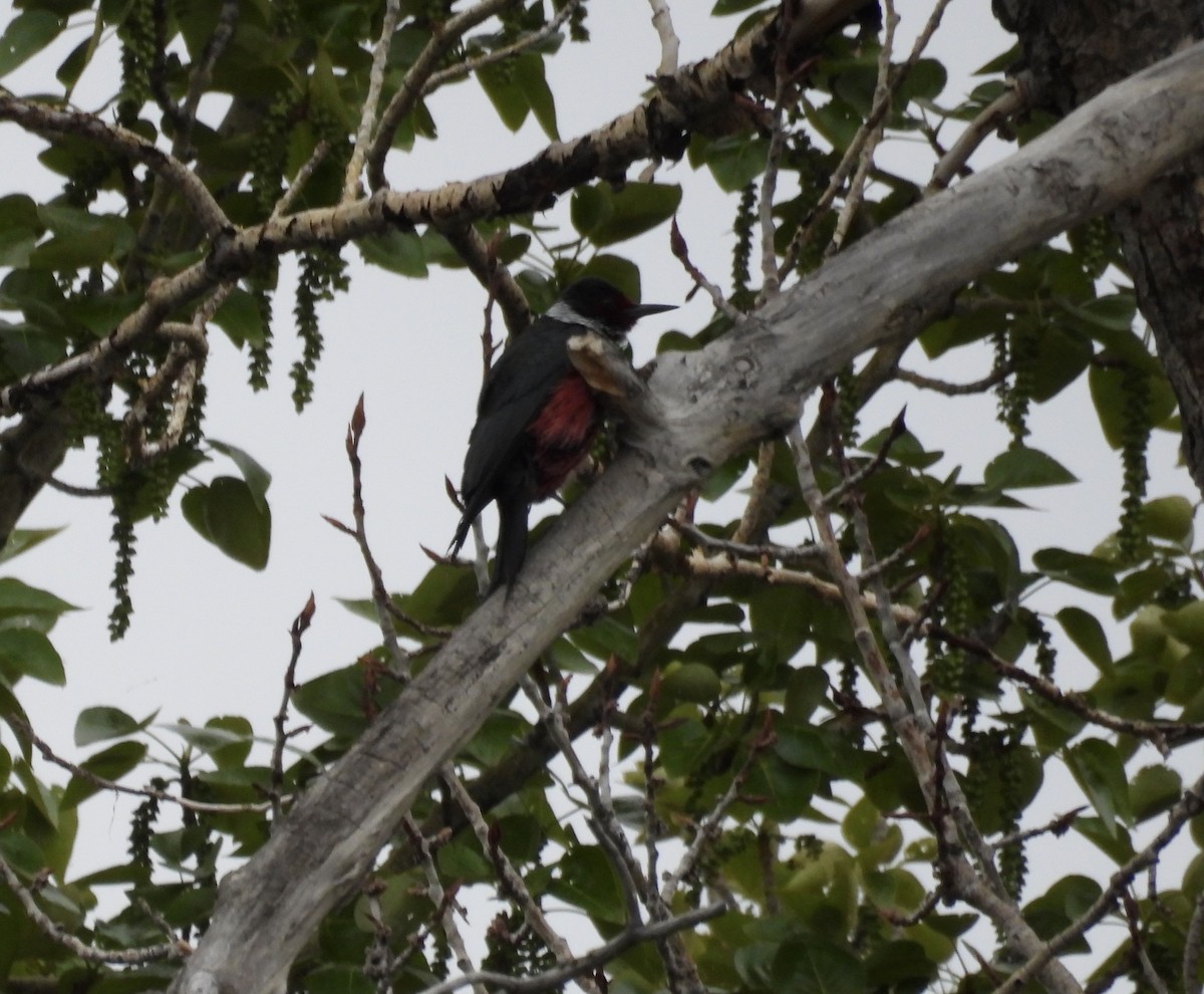 Lewis's Woodpecker - Michael Collings