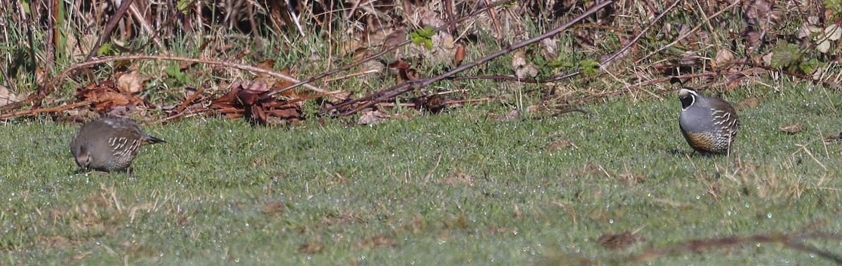 California Quail - ML619490662