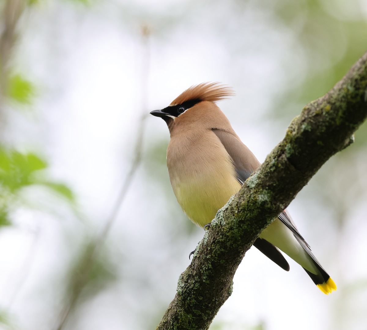 Cedar Waxwing - ML619490663