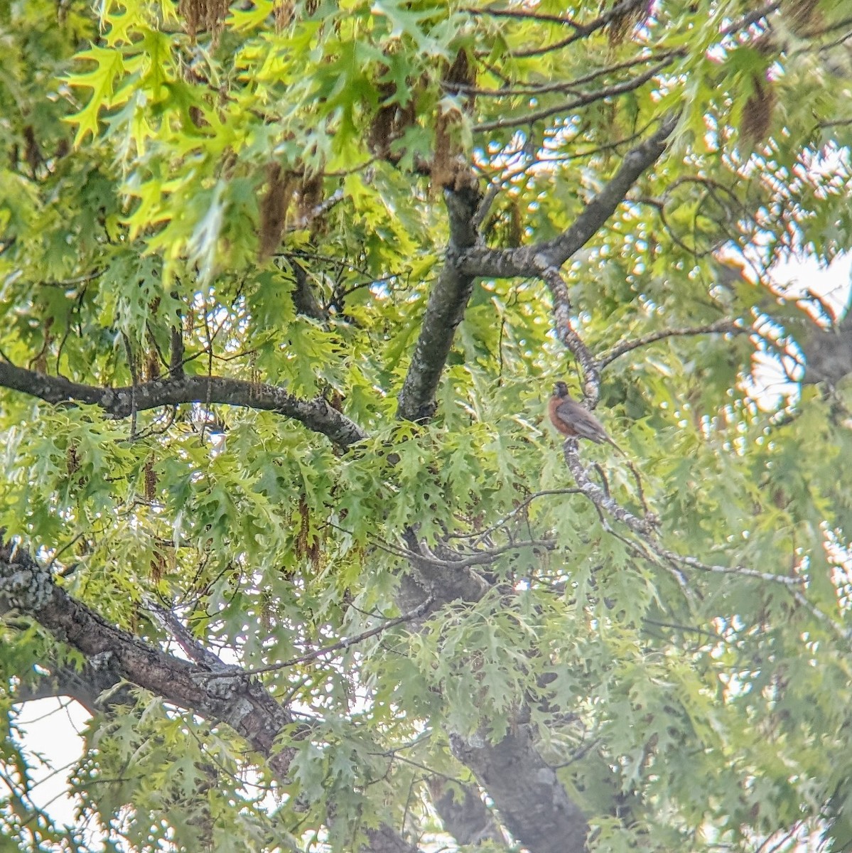 American Robin - Molly C