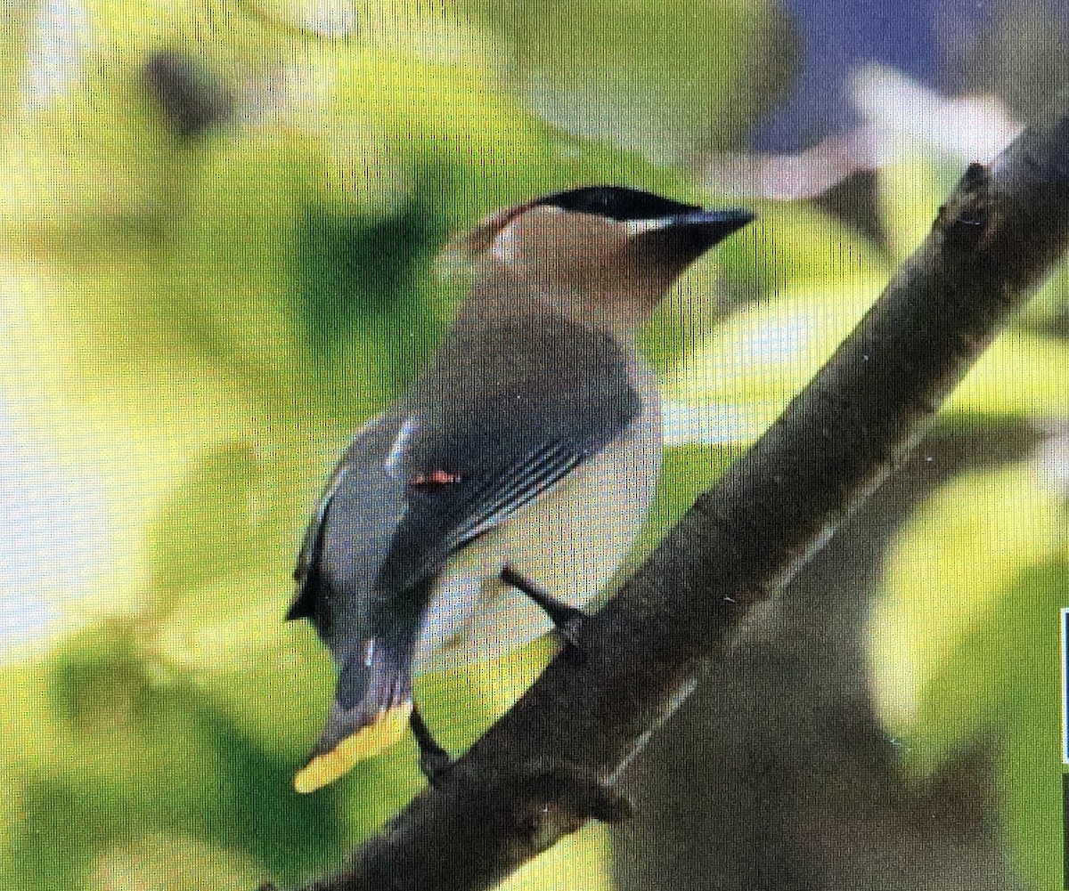 Cedar Waxwing - Jules S