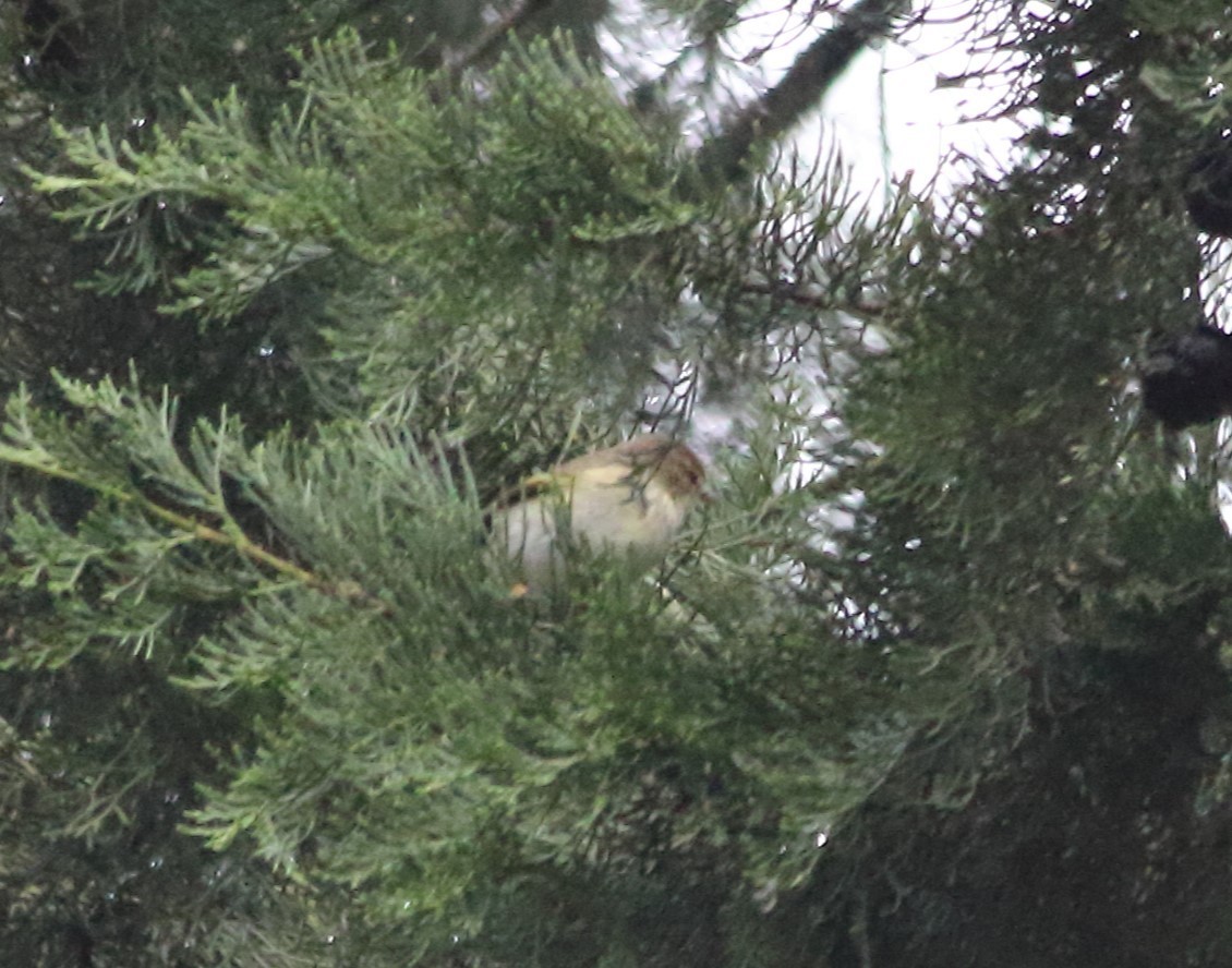 Common Chiffchaff - Elaheh Afsaneh