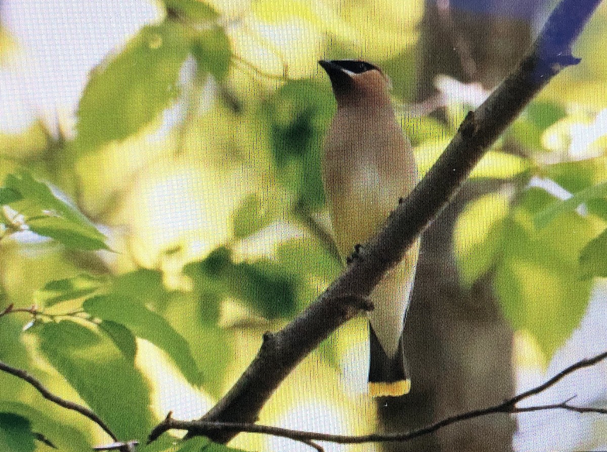 Cedar Waxwing - Jules S