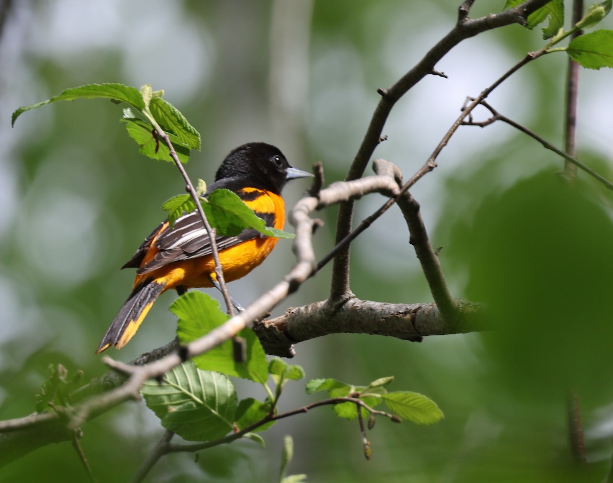 Baltimore Oriole - Jean Carpentier