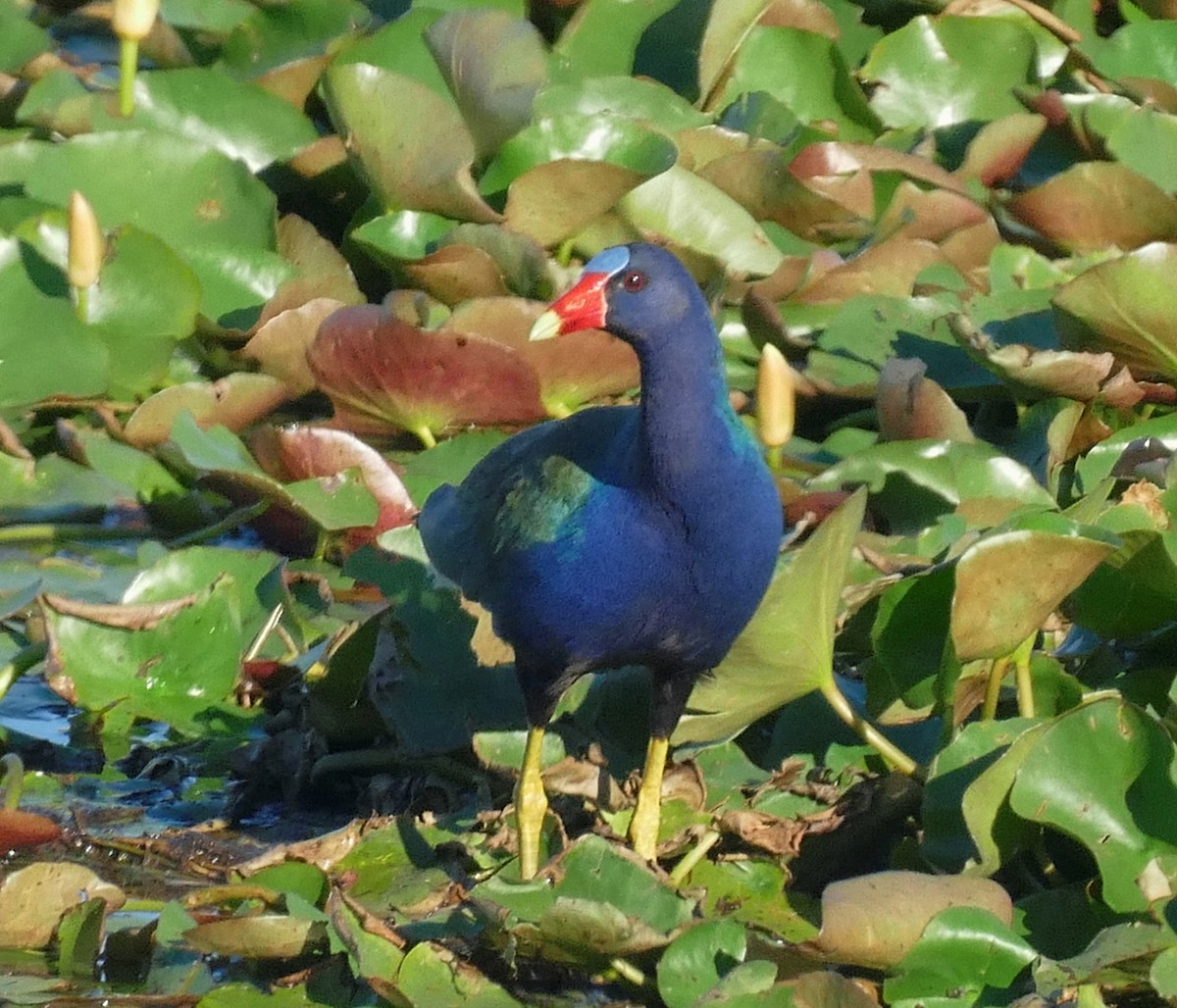 Purple Gallinule - Ron Smith