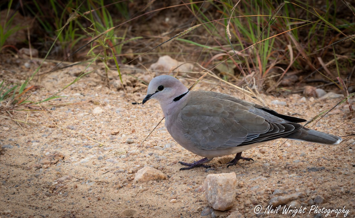 Ring-necked Dove - Neil Wright