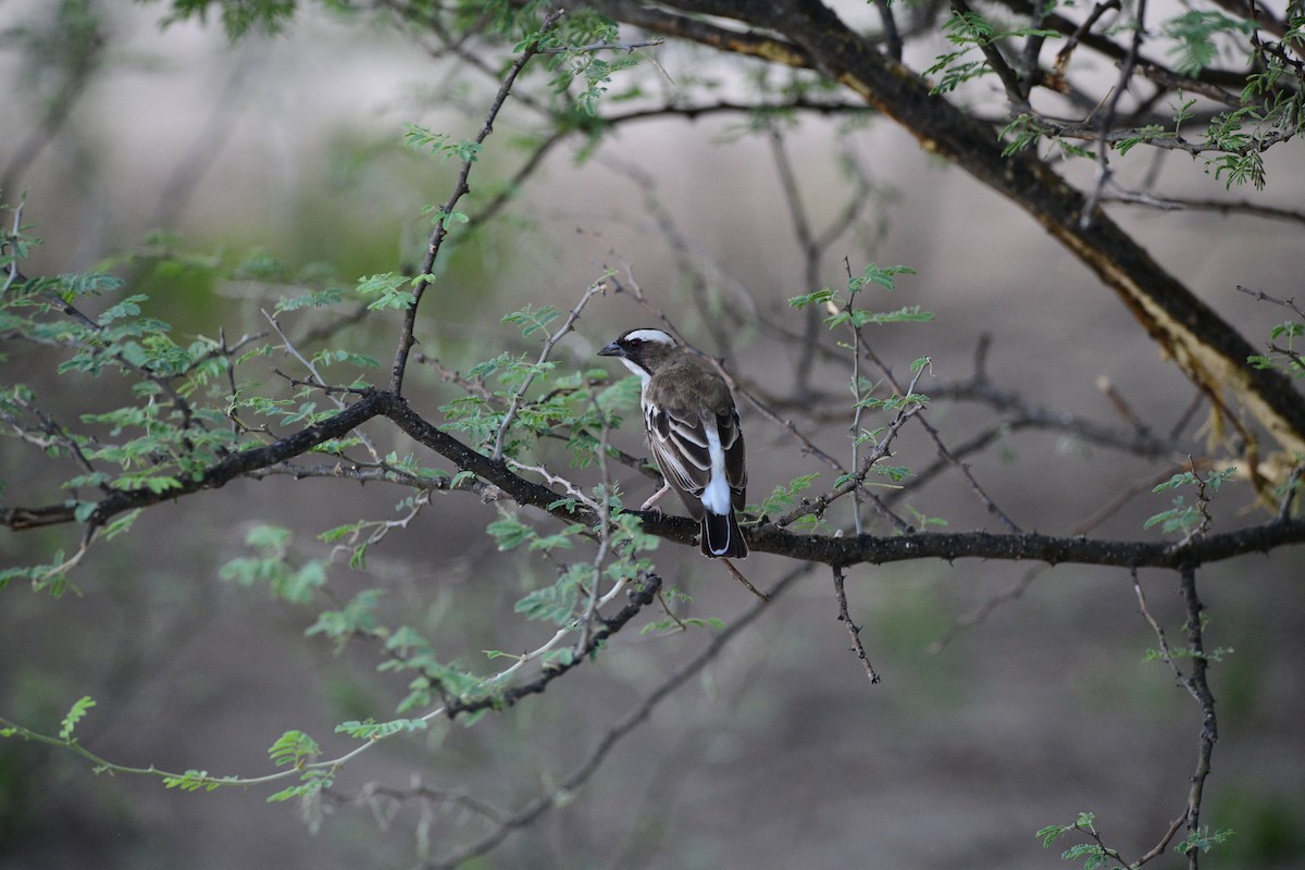 White-browed Sparrow-Weaver - Cole Penning