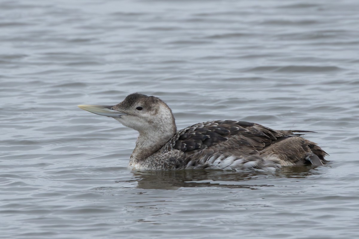 Yellow-billed Loon - ML619490685