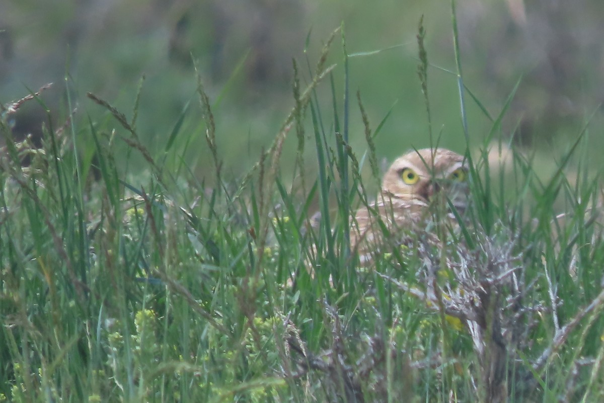 Burrowing Owl - Mike Lesnik