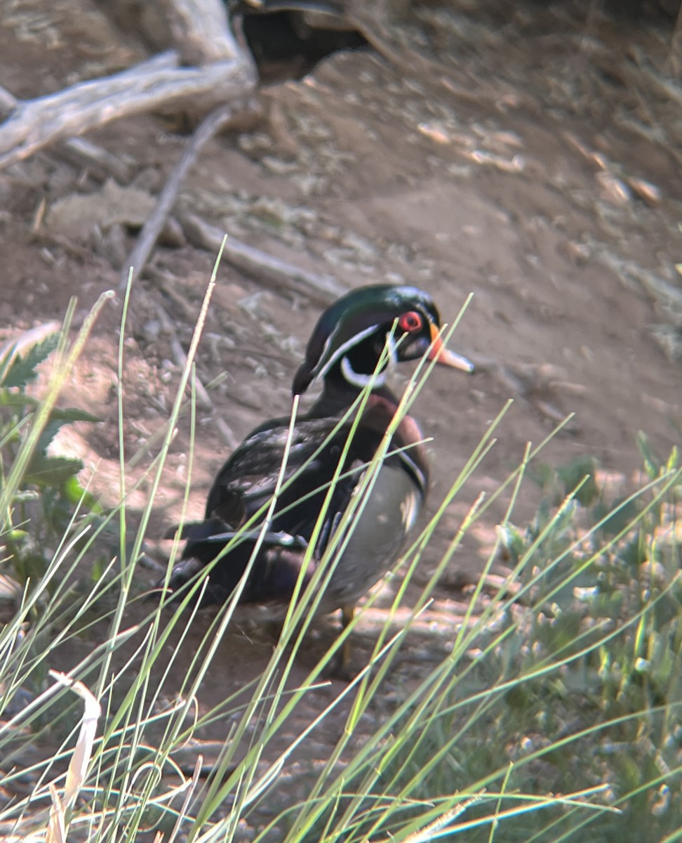 Wood Duck - Brandon Bogner