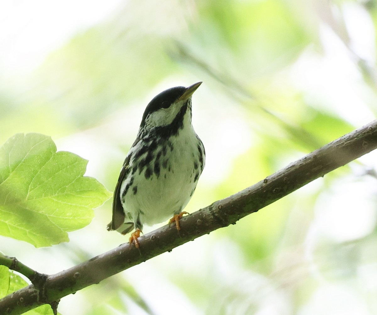 Blackpoll Warbler - Jean Carpentier